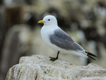 Kittiwake on rock, Farne Islands