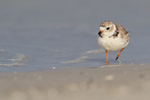 Piping Plover walking along shoreline, Fort De Soto Park, Florida