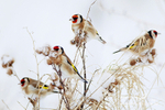 Goldfinch 200113 3