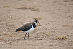 Lapwing