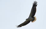 White-bellied Sea Eagle