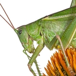 Bush Cricket (Tettigonia cantans)  MYN