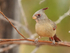 Pyrrhuloxia (female) perched, New Mexico