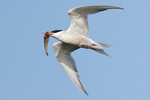 Common Tern (Sterna hirundo) with prey