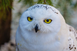 snowy owl Bubo scandiacus-4855