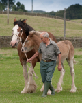 Clydesdales portfolio