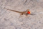 Brown anole Anolis sagrei 731