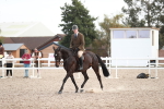 Class 213 Ridden Hunter -Large portfolio