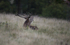 _H5X8671  Red Deer "Rut" 2015