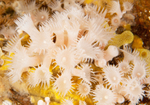 Parazoanthus anguicomus