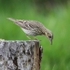 Tree Pipit