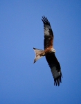 Red Kite