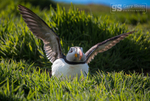 Puffin, Skomer Island