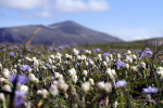 Spring Squill Mountain Everlasting