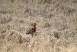 Black-tailed Godwit