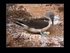 Booby with eggs