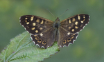Speckled Wood