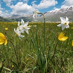 Wild Tulips (Tulipa sylvestris ssp australis) growing with Poet's Narcissus (Narcissus poeticus
