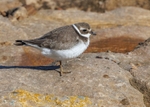 Ringed Plover