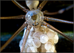 Spider with eggs