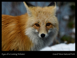 2026 Wildlife Images From Nature Calendar DEC PHOTO