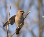 Waxwing