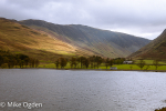 Buttermere Fell and Pines