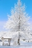Tall Woodland Tree