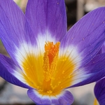 Sieber's crocus (Ceocus sieberi var triclolor)
