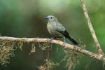 Palm Tanager perched, Flores, Limon Province, Costa Rica