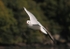 090917 SEAGULL05 IMG_7135