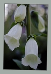 Digitalis purpurea 'Alba'