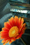 Flowers Set 07 - 25