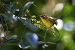 Chestnut-capped Warbler portfolio