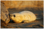 Grey Seal Pup Feeding