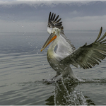 2nd PDI The Dalmatian Pelican Royston Packer