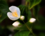 Philadelphus Mock Orange