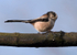 Long-Tailed Tit