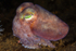 Rossia macrosoma