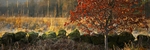 <center>Winter Colour</center>