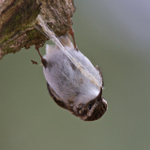 Treecreeper portfolio