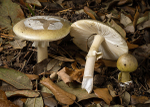 Deathcap (02)