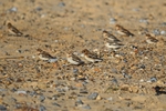 Snow Buntings