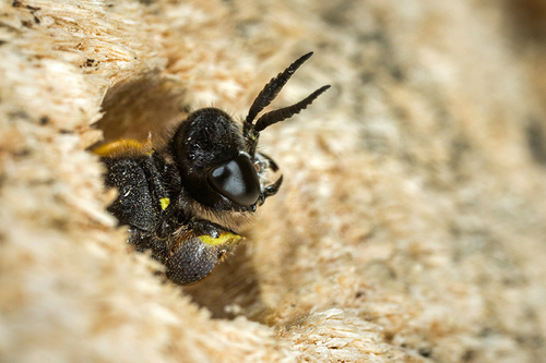 <i>Crabro cribrarius</i> male investigating holes in bee-hotel. Staffordshire garden, July 2015. Note expanded shield…