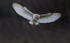 Barn Owl
