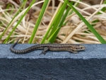 Common Lizard