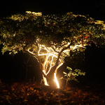 Illuminated Tree
