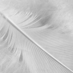 White flight