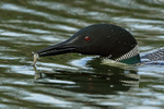 Great Northern Diver with fish, Minnesota, USA