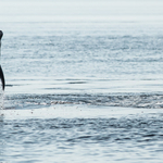 Bottlenose Dolphins